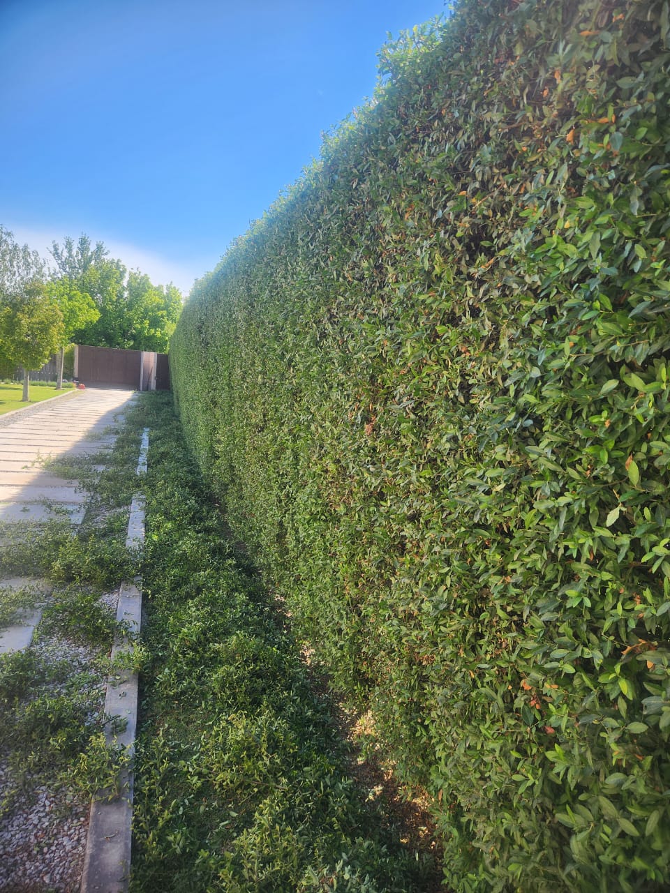 Trabajo de jardinería - Jardinería F.P